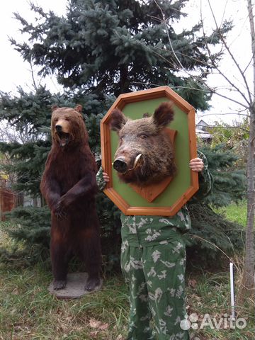 Продаю голову кабана