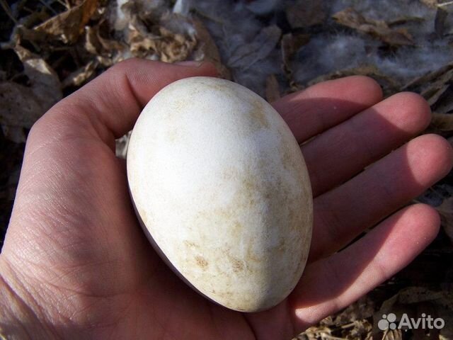 Инкубационное яйцо гусиное купить на Зозу.ру - фотография № 1