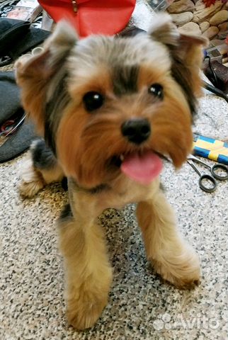 Стрижка собак и кошек с выездом на дом Стрижка собак и кошек с выездом на дом