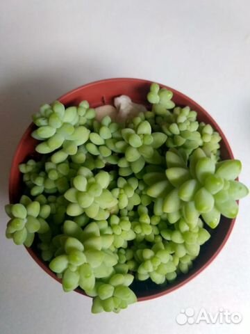 Суккулент- седум Буррито Суккулент- седум Буррито