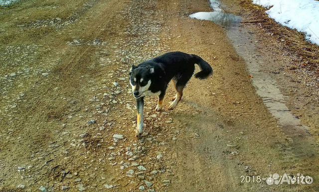 Пропала собака купить на Зозу.ру - фотография № 4