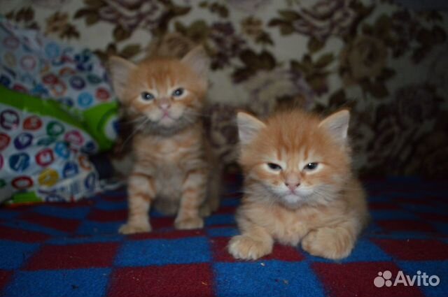 Отдам котят в добрые руки