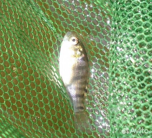 Тиляпия Нильская (Oreochromis niloticus) купить на Зозу.ру - фотография № 1
