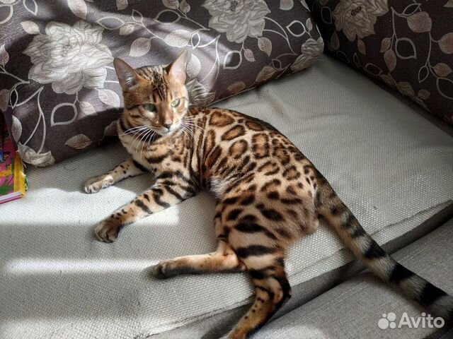 вязка с бенгальским котом. бенгальский кот для вязки. бенгал вязка. бенгальский кот рыжий окрас. маникюр бенгальский кот.