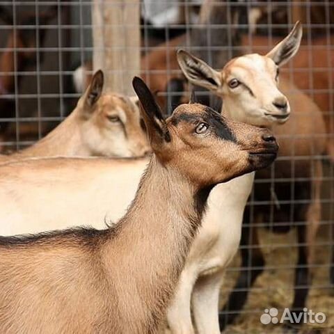 Альпийская-тоггенбурская коза покрытая купить на Зозу.ру - фотография № 6