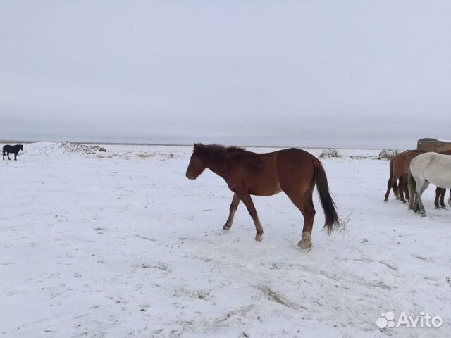 Лошади пропали купить на Зозу.ру - фотография № 10