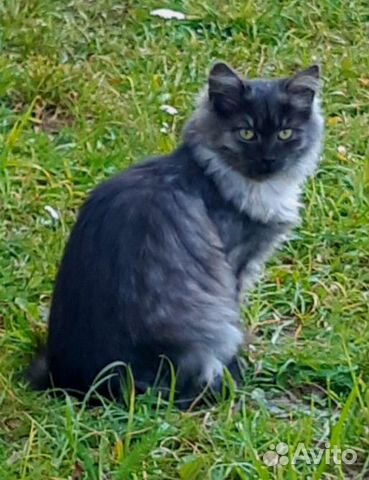 Шикарный темно-серый котенок в добрые руки купить на Зозу.ру - фотография № 1