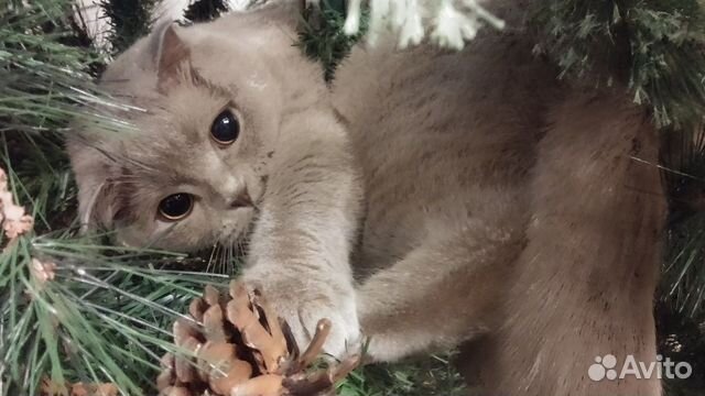 Кошечка купить на Зозу.ру - фотография № 10