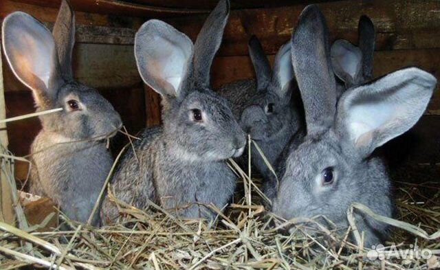 Кролики Фландр купить на Зозу.ру - фотография № 1