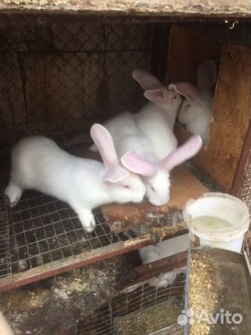 Крольчата белый великан
