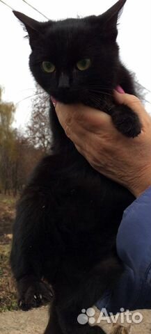 Кот в добрые руки купить на Зозу.ру - фотография № 1
