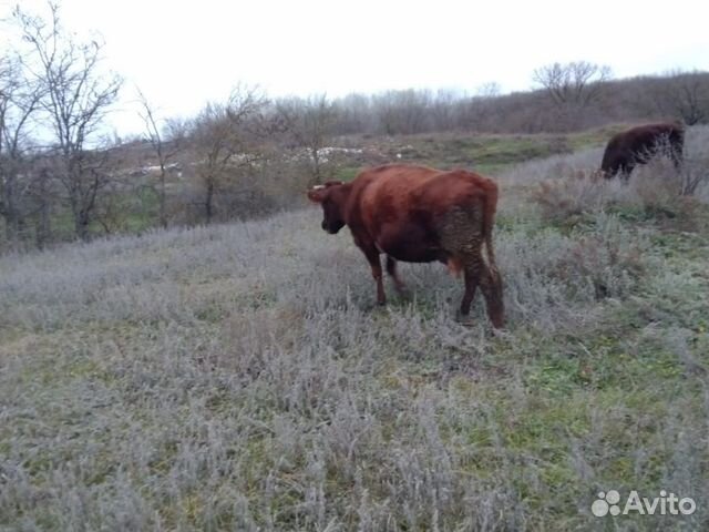 Стельные коровы купить на Зозу.ру - фотография № 5