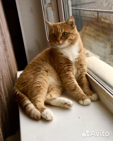 Кота в добрые руки