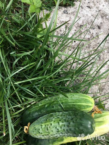 Дача 50 м² на участке 7.5 сот.