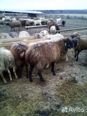 Овцы, Бараны, ягнята купить на Зозу.ру - фотография № 3