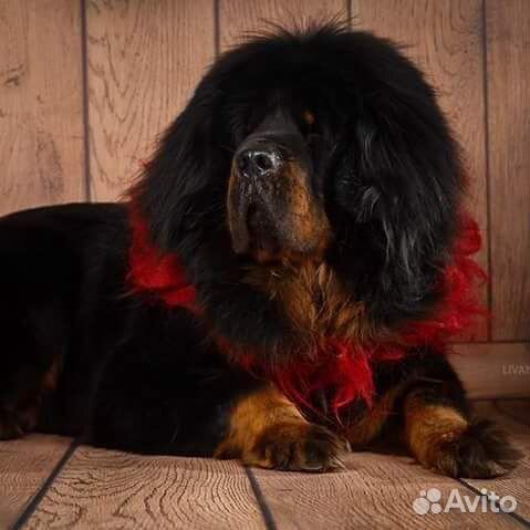 Тибетский мастиф щенки Китай100 купить на Зозу.ру - фотография № 5