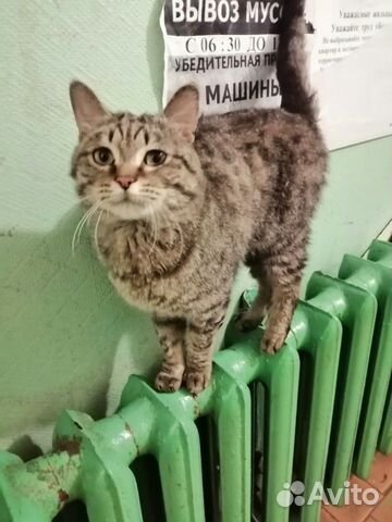 Кошка