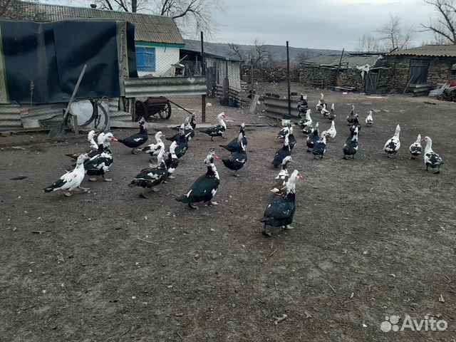 Утки шипуны купить на Зозу.ру - фотография № 2