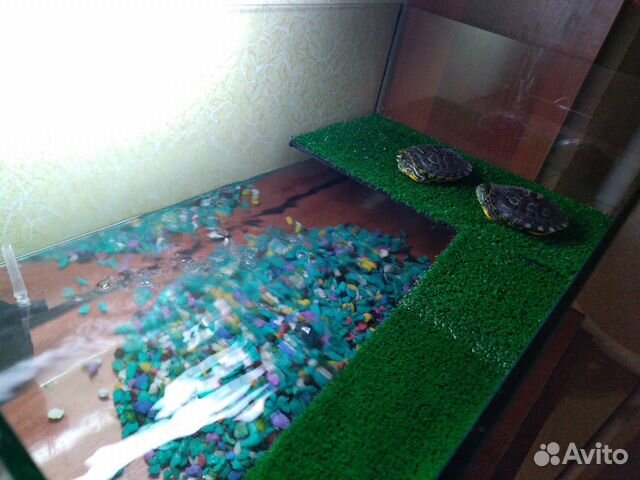 Черепахи красноухие купить на Зозу.ру - фотография № 3