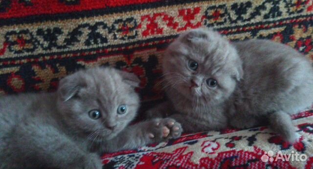 авито рославль котята. где взять котенка бесплатно в калининграде. домашние котята. авито рославль котята. авито рославль котята.