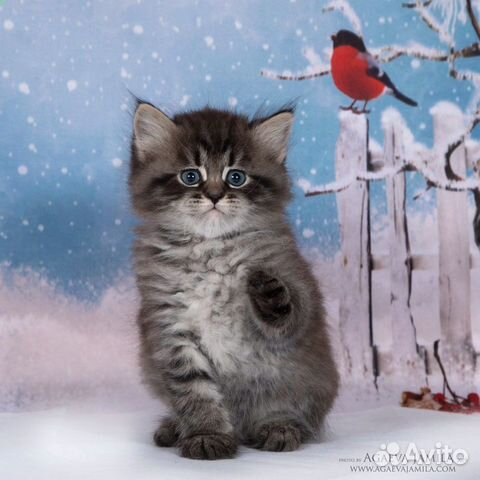 Сибирские породистые котята купить на Зозу.ру - фотография № 4