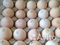 Инкубационное яйцо бройлер, индейка, несушка купить на Зозу.ру - фотография № 1
