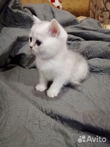 Британская