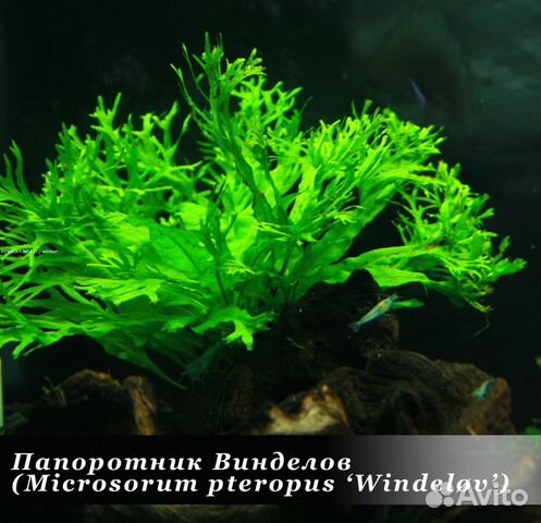 Растения для аквариума купить на Зозу.ру - фотография № 9