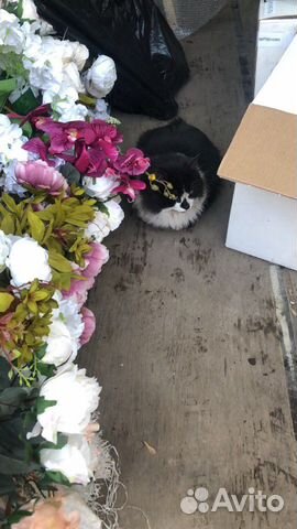 Найден кот. Перово купить на Зозу.ру - фотография № 3