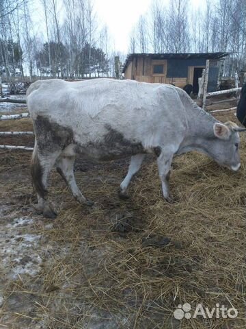 Продам коров стальные 7-8месяцев купить на Зозу.ру - фотография № 2