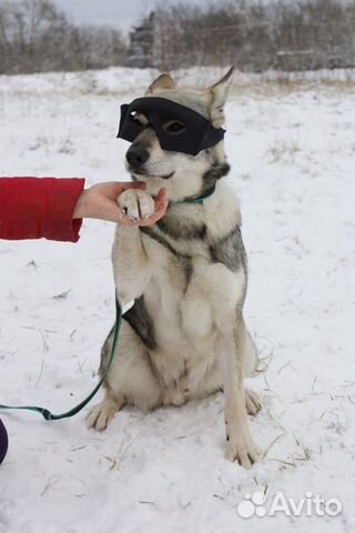 Симпатяга щенок Вульфи в добрые руки купить на Зозу.ру - фотография № 6
