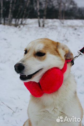 Отдам в хорошие руки, нежную собаку Эви