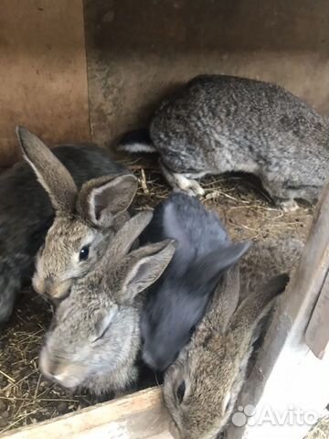 Кролики большие. Мать и 5 крольчат купить на Зозу.ру - фотография № 3