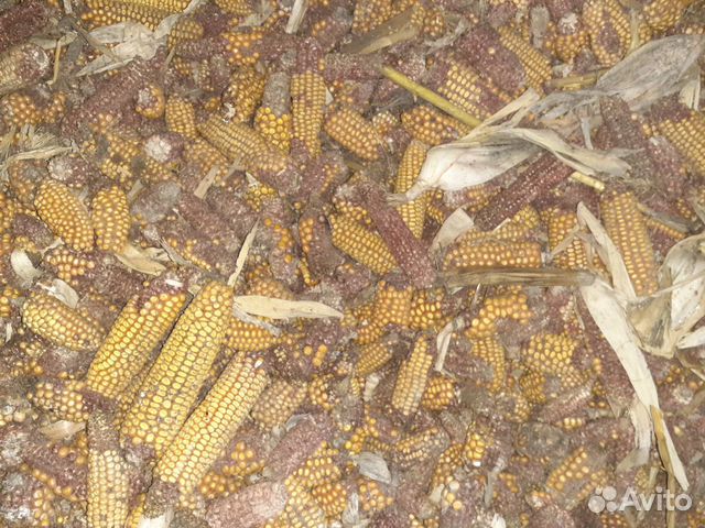 Кукуруза в качане купить на Зозу.ру - фотография № 3