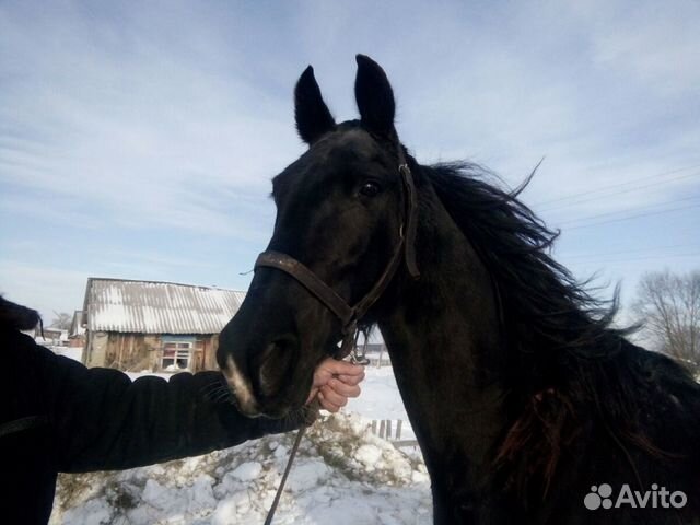 Лошадь Орловской породы купить на Зозу.ру - фотография № 2