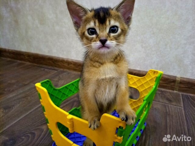 Абиссинский кот купить на Зозу.ру - фотография № 1