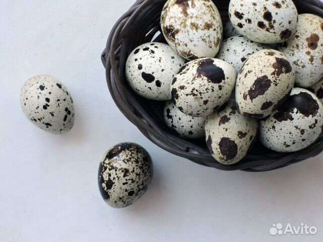 Инкубационное яйцо перепела Техасс купить на Зозу.ру - фотография № 1