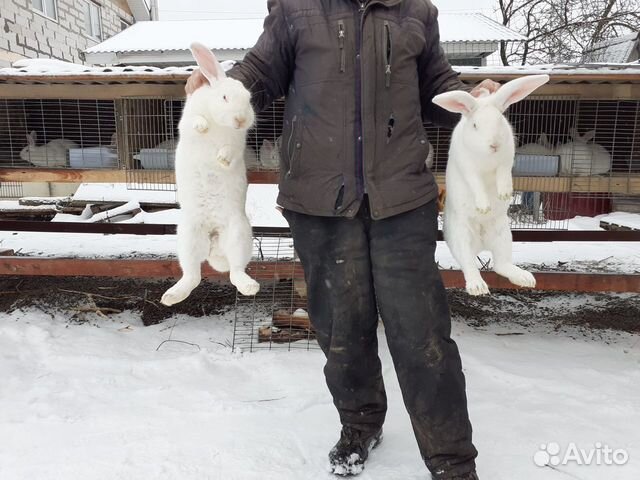 Кролики порода "Белый великан" купить на Зозу.ру - фотография № 2