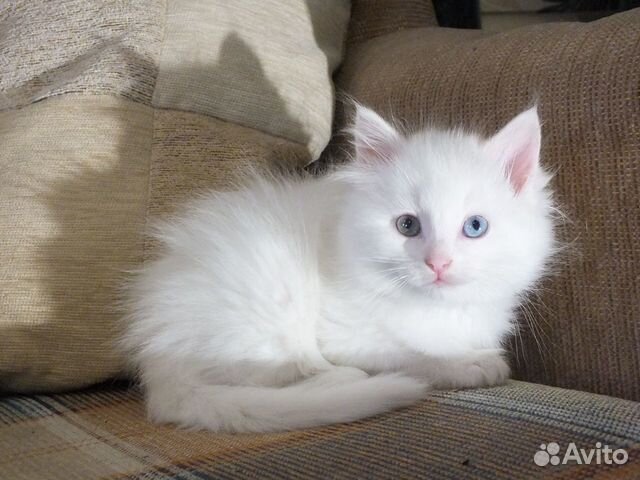 Белые котята в добрые руки купить на Зозу.ру - фотография № 5