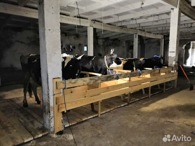 Дойные коровы купить на Зозу.ру - фотография № 2
