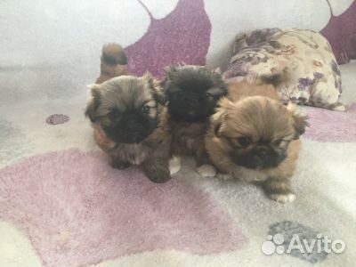 Очаровательные щенки пекинеса купить на Зозу.ру - фотография № 1