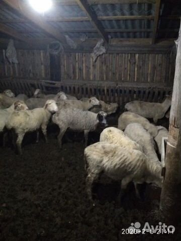 Овцы матки откормочные купить на Зозу.ру - фотография № 5