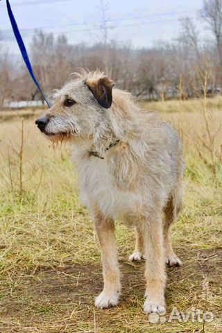 Отдам в хорошие руки, метис лакенуа