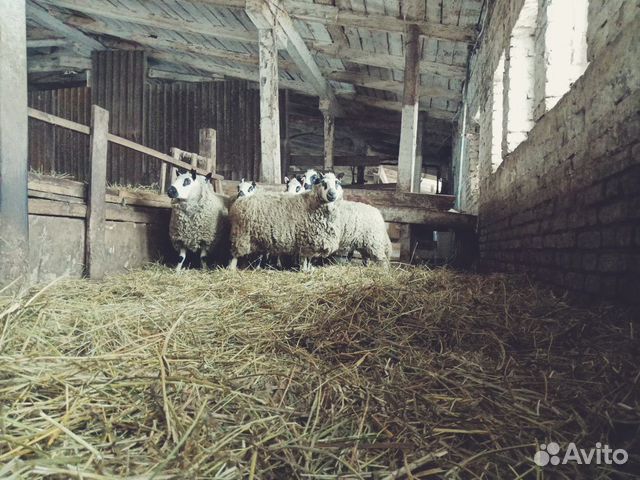Kerry-Hill (кэрри хил) овцы длиннотощехвостые мясо купить на Зозу.ру - фотография № 1