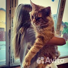 Клубный кот мейн кун на вязку купить на Зозу.ру - фотография № 2