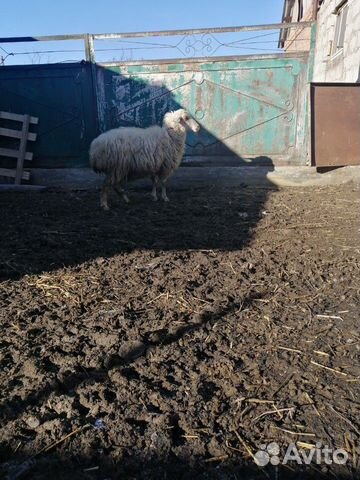 Овца купить на Зозу.ру - фотография № 4