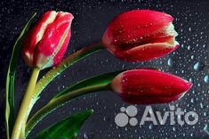 Тюльпаны из теплицы Тюльпаны из теплицы