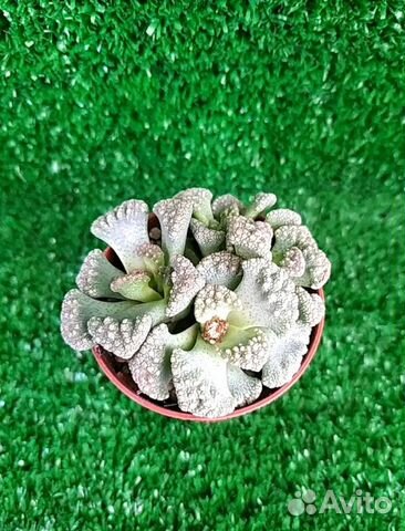 Суккулент мини Суккулент мини