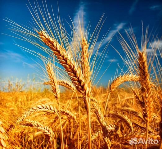 Пшеница,ячмень,овес,кукуруза купить на Зозу.ру - фотография № 2