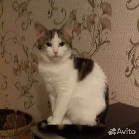 Кошечка подросток в добрые руки